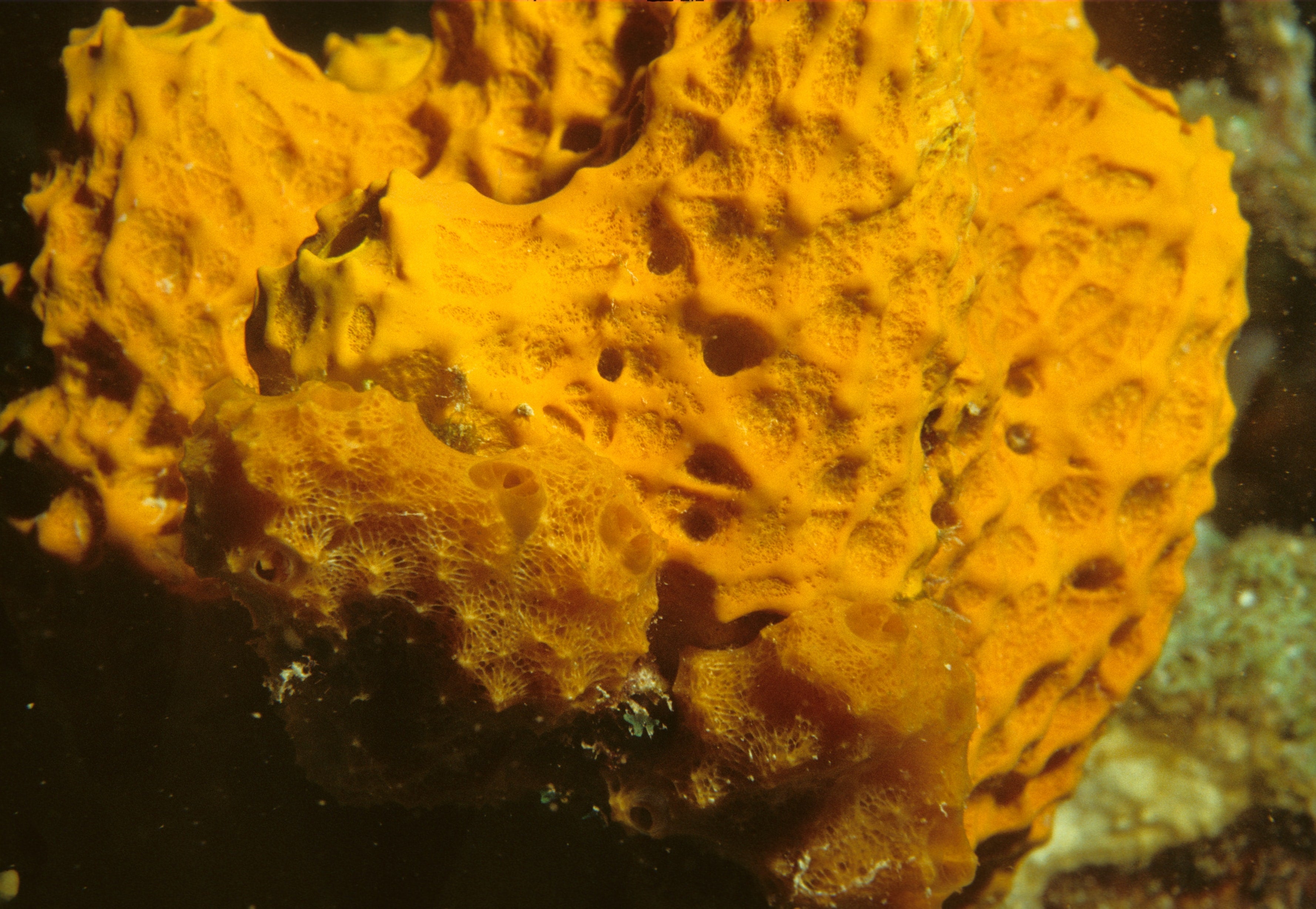 L'éponge naturelle brute Huygens: 100% naturelle et pêchée à la main